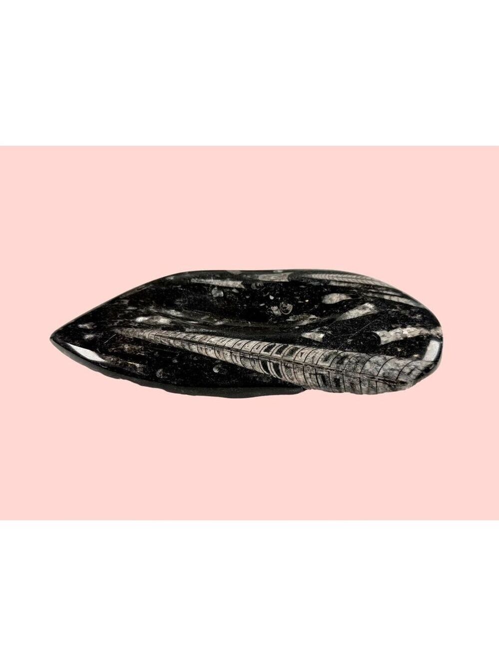 Polished Orthoceras Fossil Dish Ashtray Moroccan Specimen in Natural Stone Decor